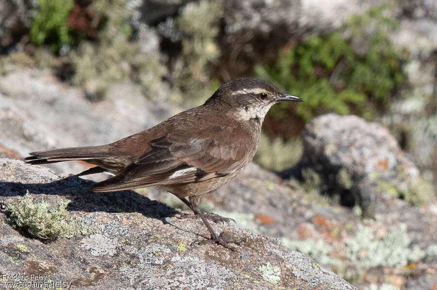 Cinclode d'Olrogadulte, identification