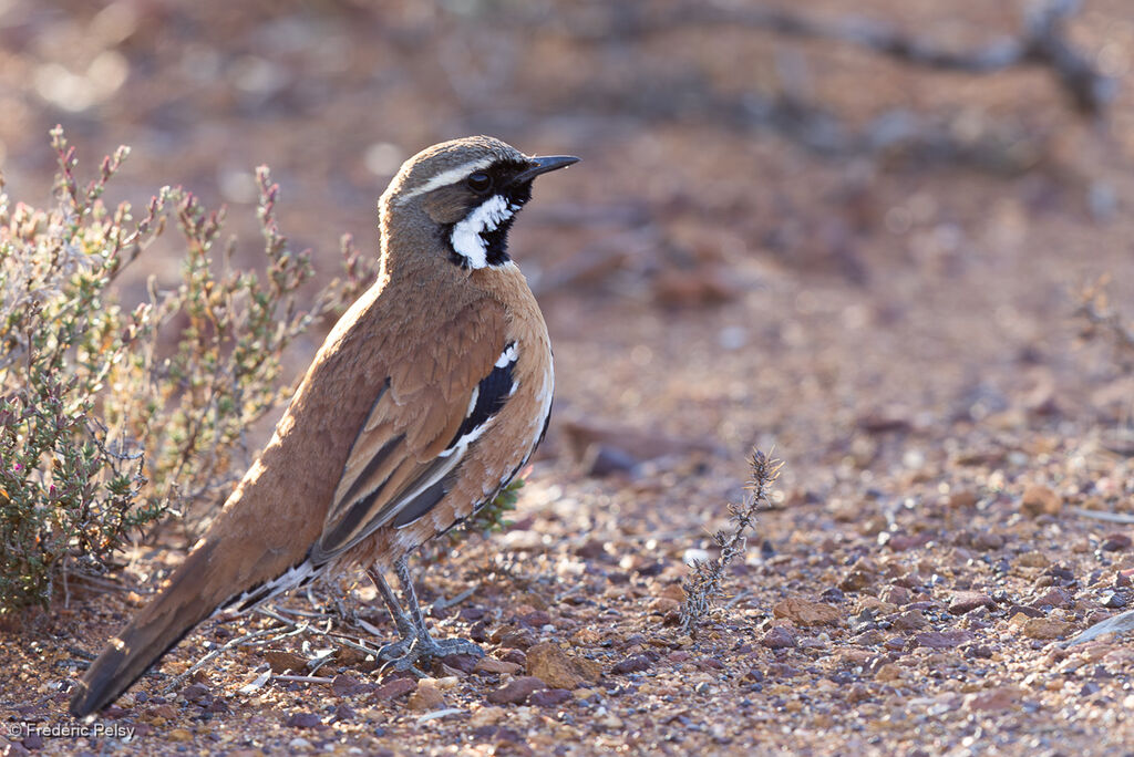 Cinclosome à dos fauve mâle