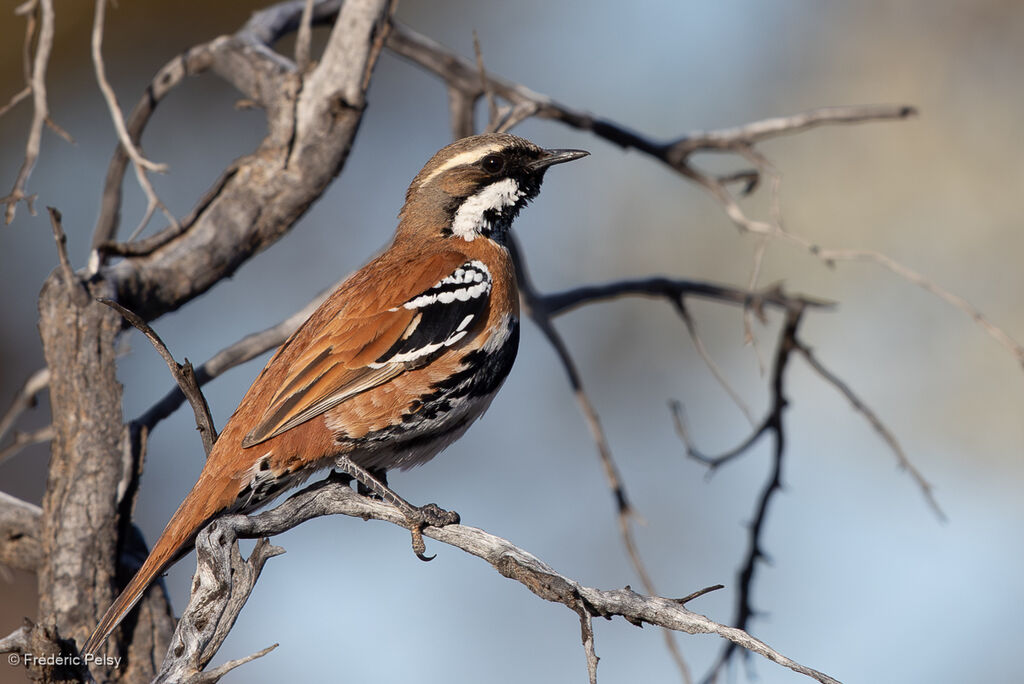 Western Quail-thrush male