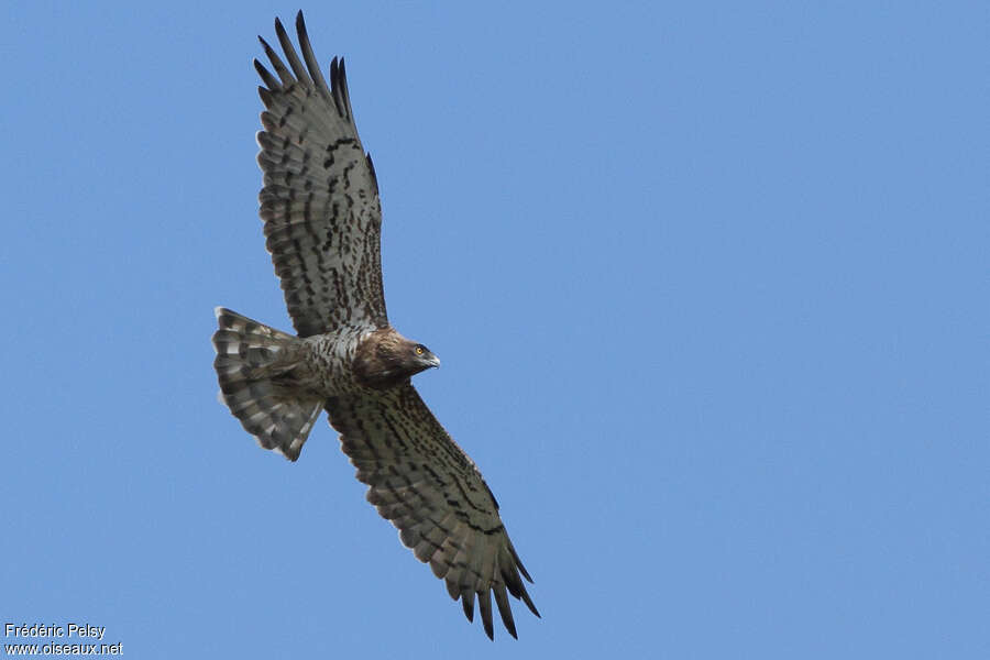 Short-toed Snake Eagle female adult, Flight