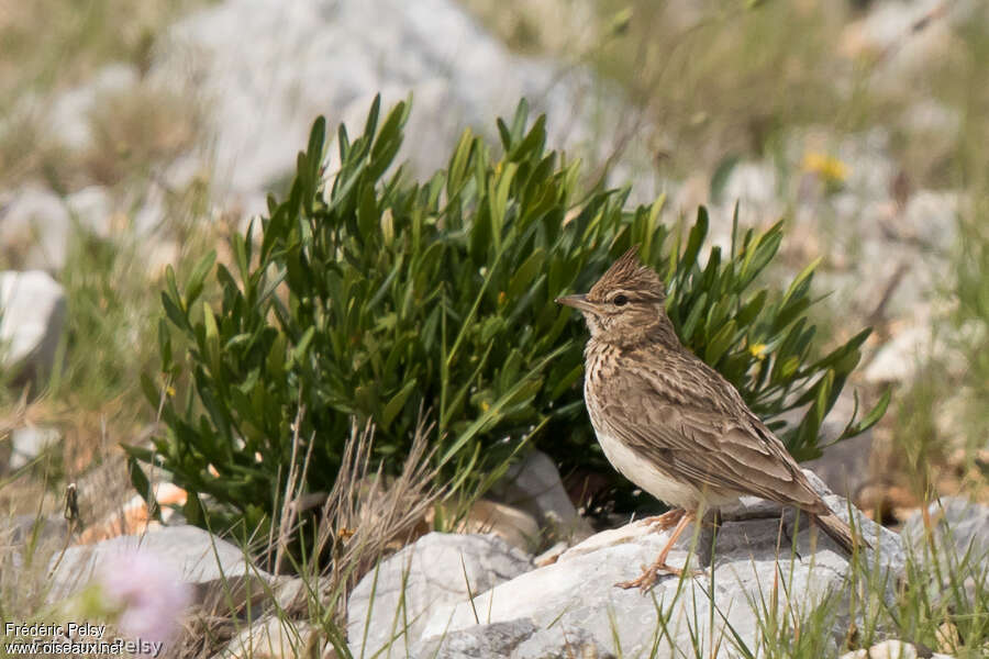 Cochevis de Théklaadulte, habitat, pigmentation