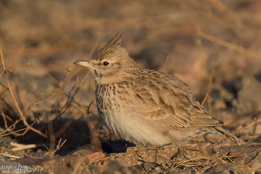 Cochevis huppéadulte, identification