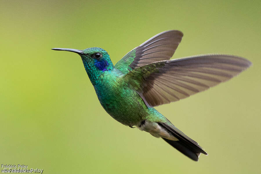 Colibri cyanoteadulte, pigmentation, Vol