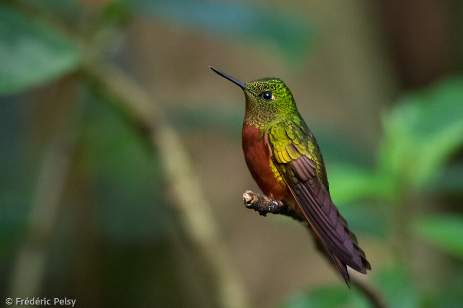 Colibri de Matthews