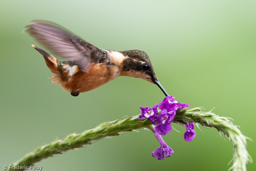 Colibri de Mitchell