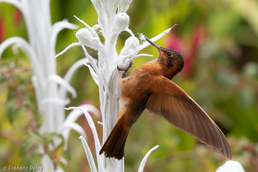 Colibri étincelant
