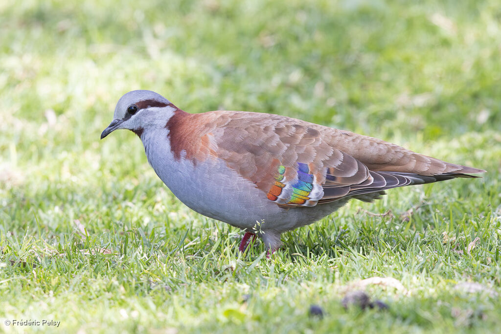 Colombine élégante mâle adulte