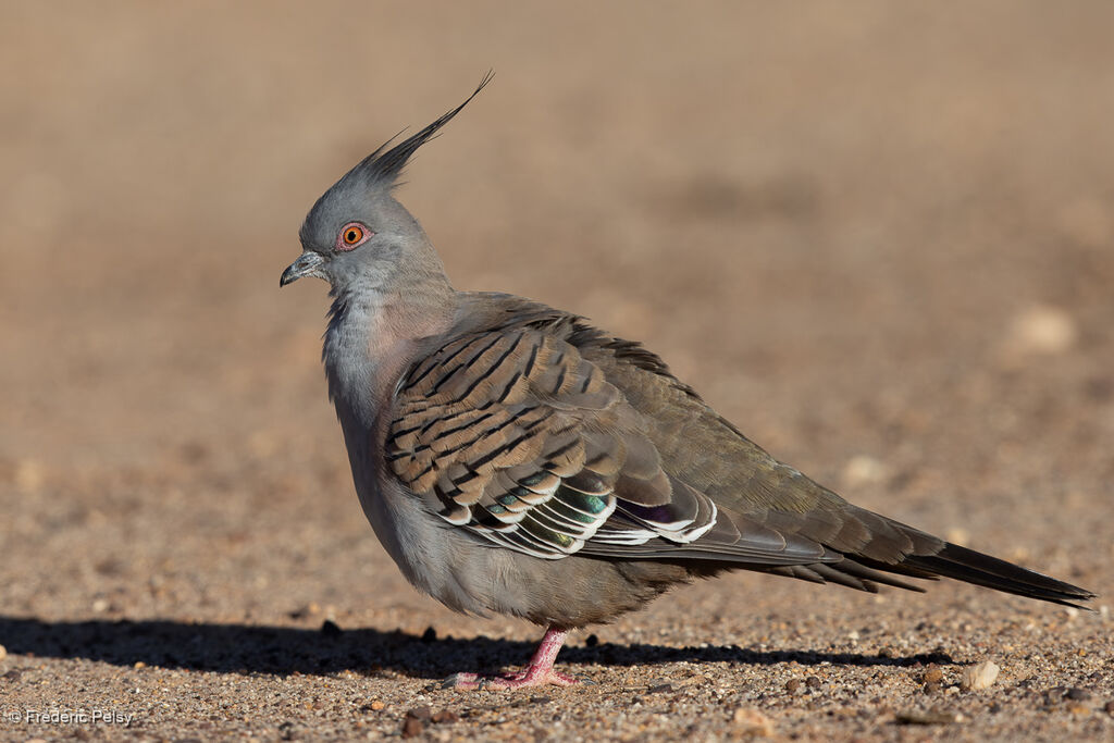 Crested Pigeon