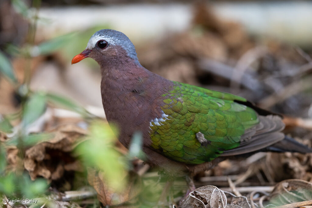 Common Emerald Dove male adult