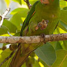 Conure pavouane