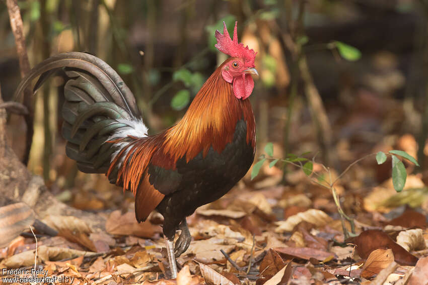 Red Junglefowl male adult, identification