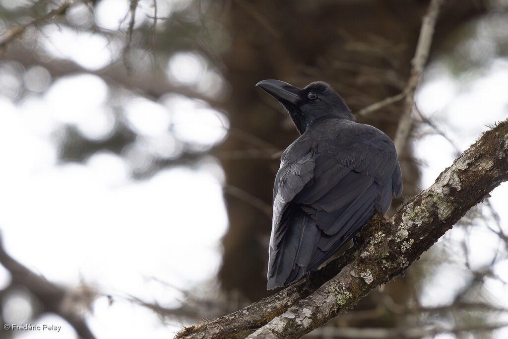 Large-billed Crow