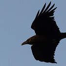 Corbeau brun