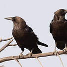 Corbeau brun