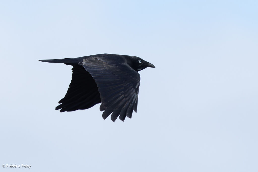 Australian Raven, Flight
