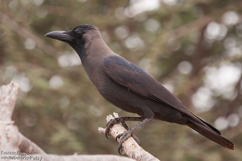 Corbeau familieradulte, identification