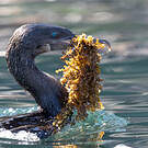 Cormoran aptère