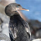 Cormoran aptère