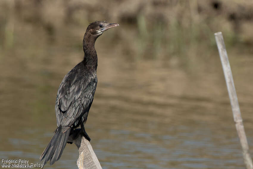 Little CormorantSecond year, identification