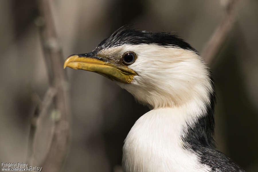 Cormoran pieadulte, portrait