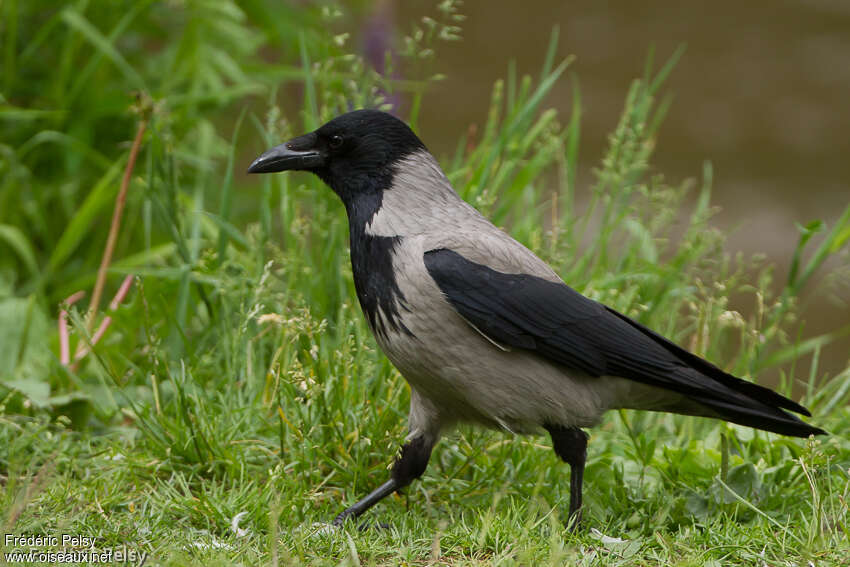Corneille manteléeadulte, identification