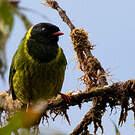 Cotinga vert et noir