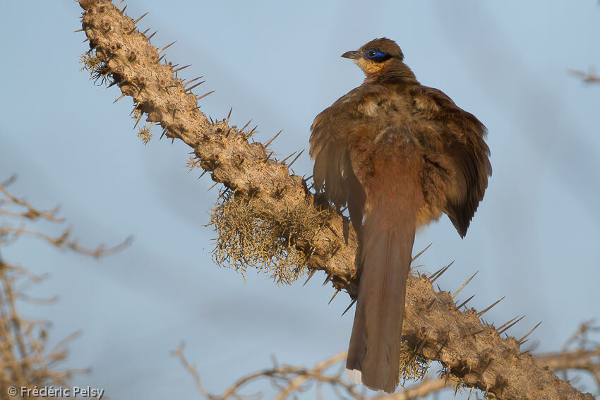 Olive-capped Couaadult