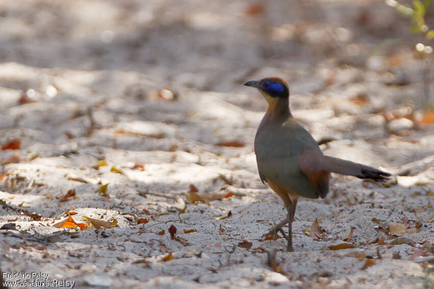 Red-capped Couaadult