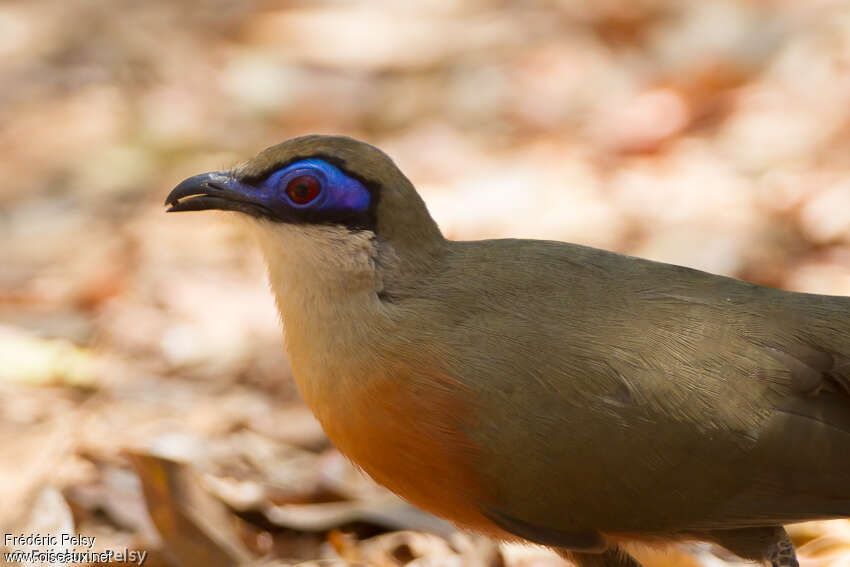 Coquerel's Couaadult, close-up portrait