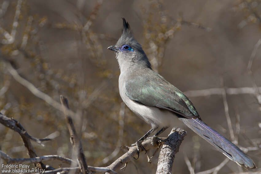 Coua de Verreauxadulte, identification