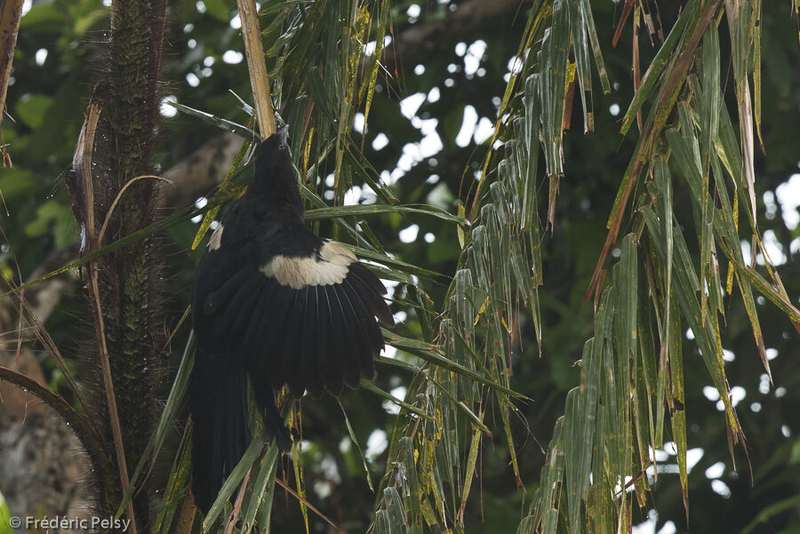 Coucal goliath