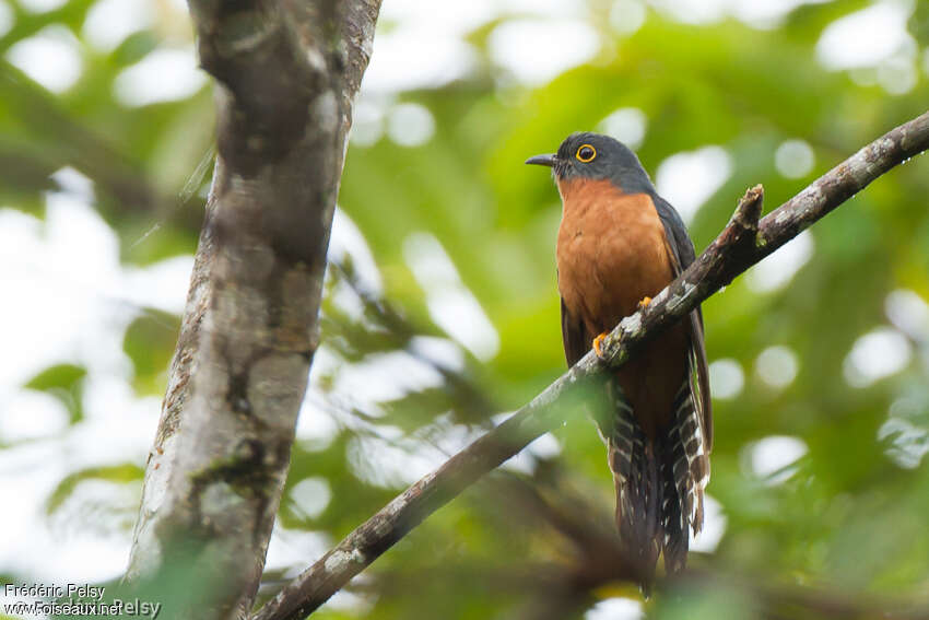 Chestnut-breasted Cuckoo