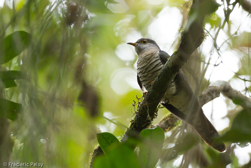 Madagascar Cuckooadult