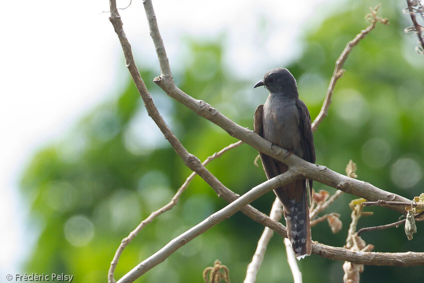 Sahul Brush Cuckoo