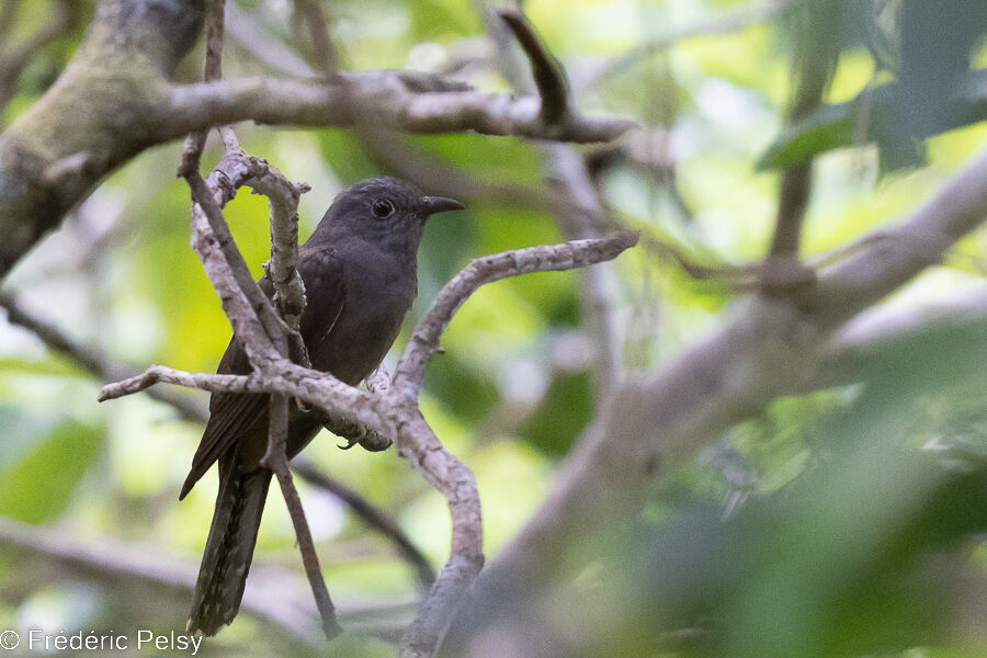 Sahul Brush Cuckoo
