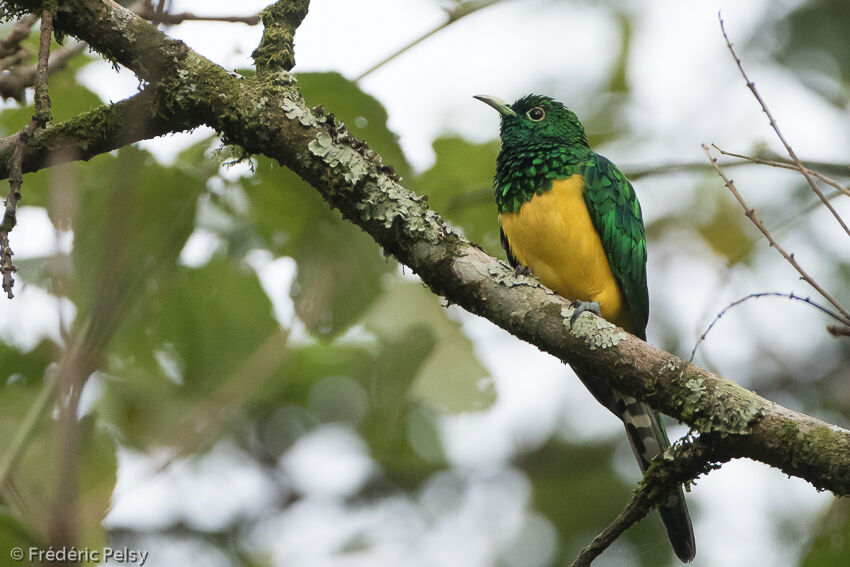 African Emerald Cuckooadult