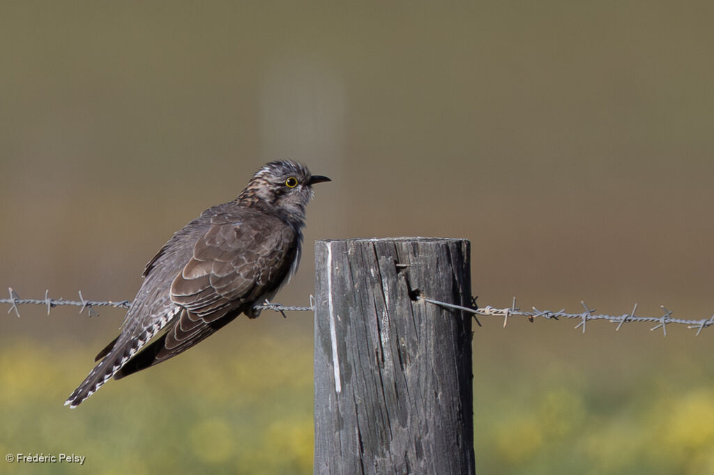 Pallid Cuckoo
