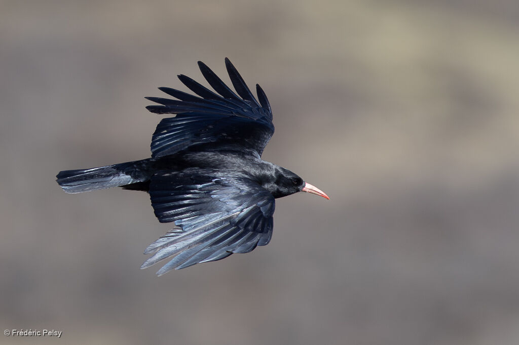 Red-billed Chough, Flight