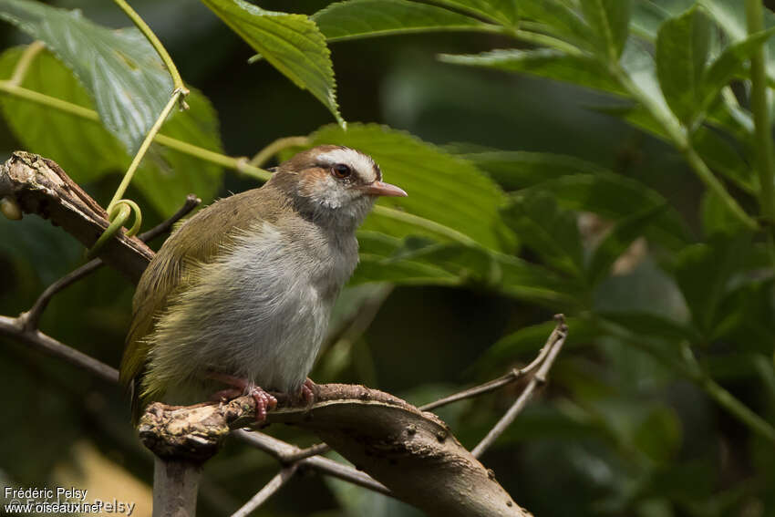 Crombec à sourcils blancs, identification