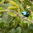 Dacnis à cuisses rouges