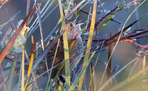 Dasyorne à long bec