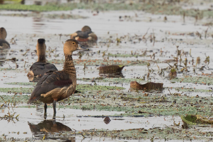 Dendrocygne siffleur