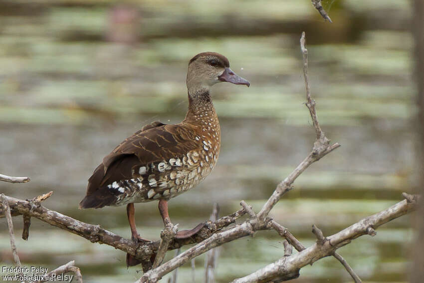Dendrocygne tachetéadulte, identification