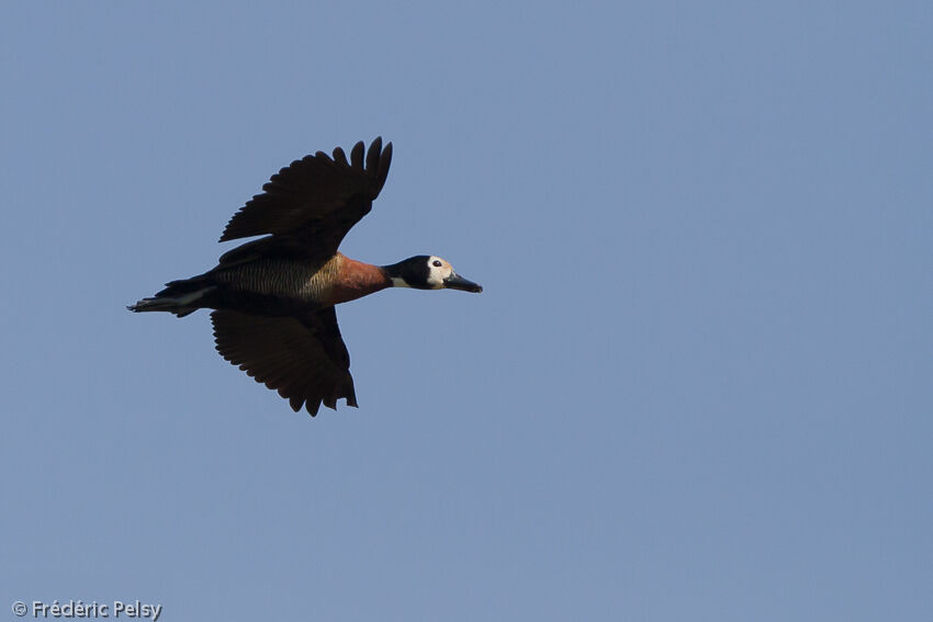 Dendrocygne veufadulte