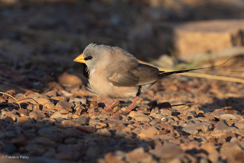 Diamant à longue queueadulte