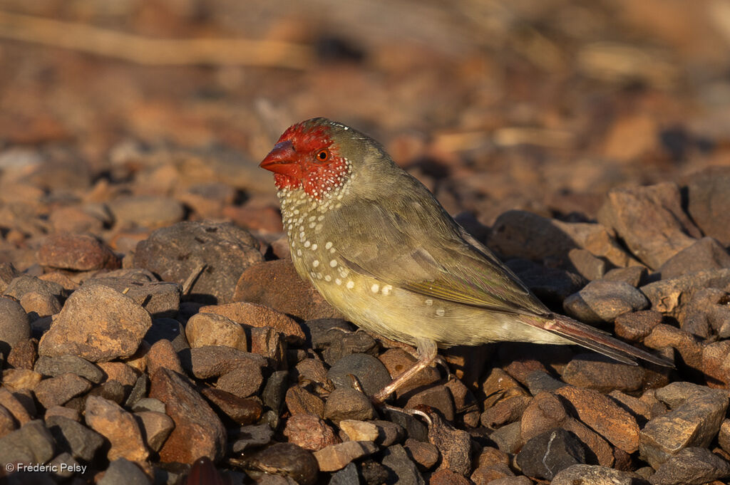Star Finch