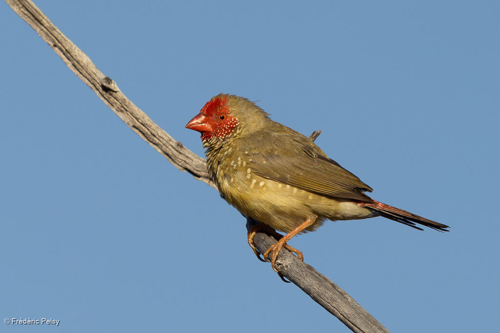 Star Finch