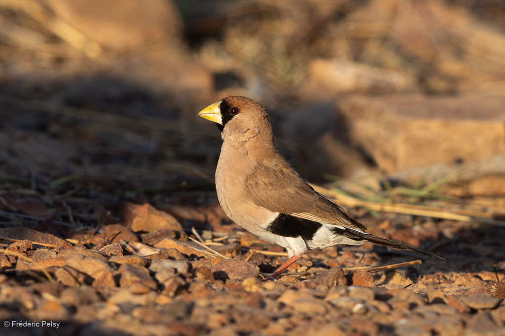 Masked Finch