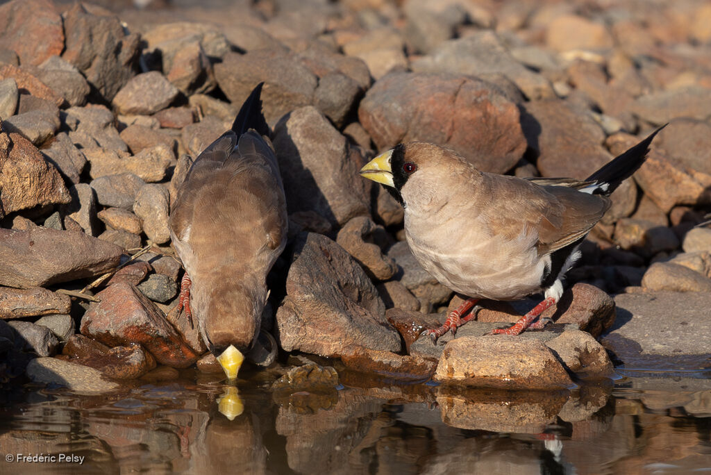 Masked Finch