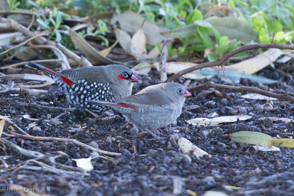 Red-eared Firetail